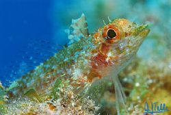 Tripterygion delaisi. Pic taken in the north of Gran Cana... by Arthur Telle Thiemann 